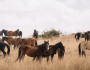 The Enigmatic Kundudo Mountains: Guardians of Ethiopia’s Last Wild&nbsp;Horses