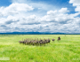 Borana National Park: A Sanctuary of Endangered Wonders in Southern&nbsp;Oromia