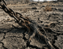 The Strong and the Weak: Lessons in Resilience from the Oromo Liberation&nbsp;Struggle