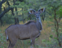 The Kuni-Muktar Mountain Nyala Sanctuary: A Hidden Gem of&nbsp;Oromia