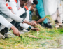 How to celebrate Irreechaa in&nbsp;Australia?