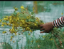 The Sacred Rite of Irreechaa: Fresh Grass, Yellow Flowers and the Waters of&nbsp;Blessing